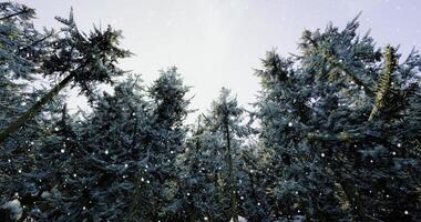 CGI Snowfall creating a serene winter wonderland in a dense forest video