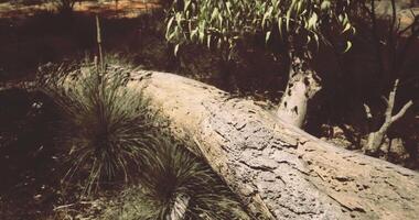 CGI Log resting on the ground surrounded by grass in a natural setting video