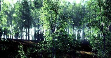 CGI Lush green forest with sunlight filtering through dense foliage in morning video