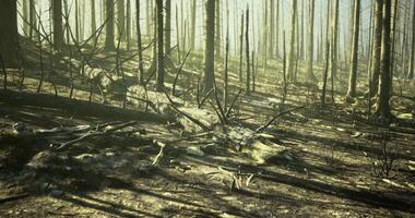 CGI Forest recovery after fire showing charred trees and new growth video
