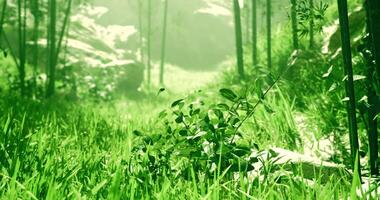 CGI Lush green landscape with vibrant foliage in a serene natural setting video