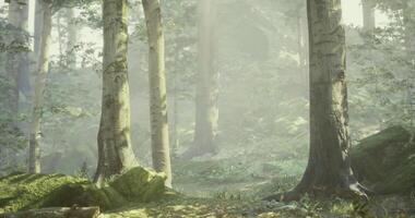 CGI Serene forest landscape with sunlight filtering through trees video