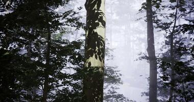 CGI Misty forest with sunlight filtering through trees and shadows on the trunk video
