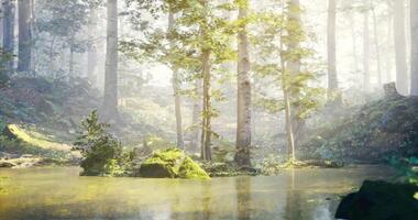 CGI Tranquil forest setting with reflection in a calm pond during sunny afternoon video