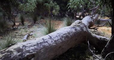 CGI Ancient rock art on fallen tree in Australian bushland video