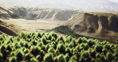 CGI Vast desert landscape featuring rugged mountains and green vegetation video