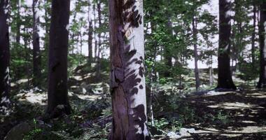 CGI Sunlight filtering through trees creates intricate shadows in the forest video