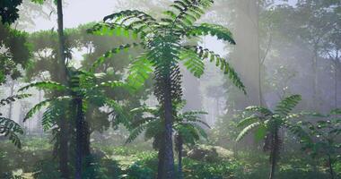 CGI Lush green ferns and trees bask in soft sunlight in a dense forest video