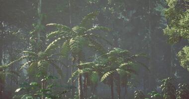 CGI Lush green ferns thrive in a vibrant rainforest setting during the daytime video