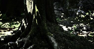 CGI Exploring the beauty of sunlight filtering through tree roots in a forest video