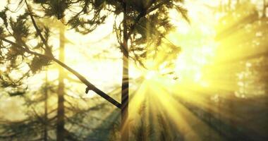 CGI Light rays filtering through pine trees in a golden forest at dawn video