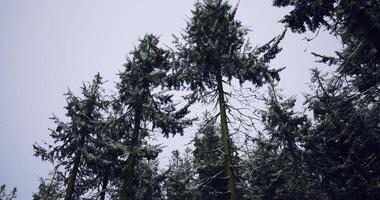 CGI Tall evergreen trees covered in snow against a gray sky in winter video