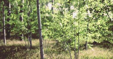 CGI Lush green trees thriving in a serene forest during afternoon light video