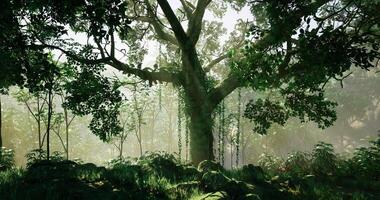 CGI Majestic tree in lush forest with mist rising at dawn video