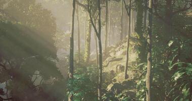 CGI Serene forest with sunlight filtering through trees in the morning video