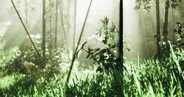 CGI Morning sunlight filters through a lush green forest full of plants video