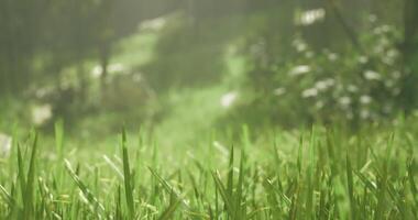 CGI Morning dew settles on fresh grass in a serene park setting video