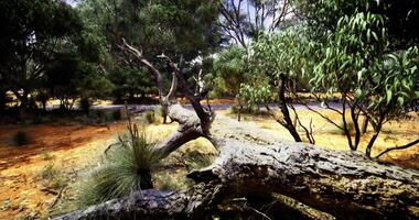 CGI Sunlight filters through trees onto fallen log in serene forest setting video