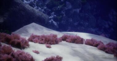 CGI Vibrant underwater coral ecosystem thriving beneath the ocean surface video