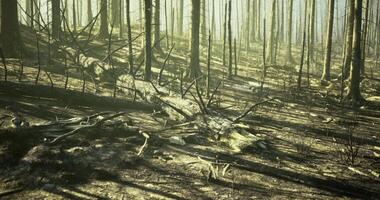 CGI Forest landscape with burned trees and fallen logs after a wildfire event video
