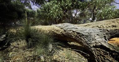 CGI Nature trail with fallen tree and green vegetation in a serene setting video
