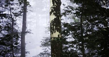 CGI Misty forest with towering trees and subtle shadows in soft light video