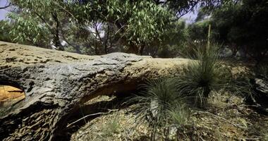 CGI Nature scene with fallen tree and native plants near a forest video