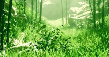 CGI Lush green forest with sunlight filtering through vibrant foliage and grass video