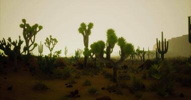 CGI Cacti and desert vegetation under a hazy sky at dusk video