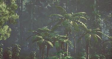 CGI Lush green ferns in a dense tropical forest during early morning light video