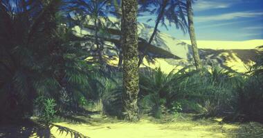CGI Desert oasis with palm trees and vibrant vegetation under a clear blue sky video