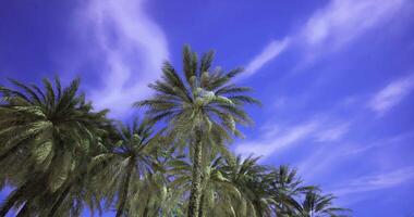 CGI Palm trees reach for a bright blue sky with soft clouds during daytime video