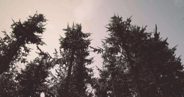 CGI Tall evergreen trees reaching toward a cloudy sky in a misty forest video