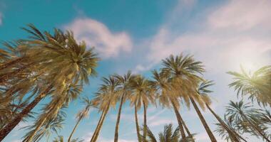 CGI Palm trees sway under bright blue sky with scattered clouds and sunlight video