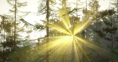CGI Sunlight filtering through trees creates a golden glow in the forest video