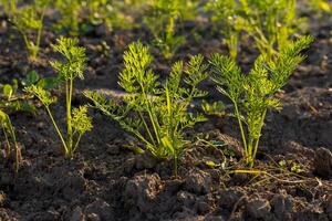 Fresh, lively carrot plants thrive in fertile earth, basking in the nourishing glow of the sun during a beautiful morning in the garden photo
