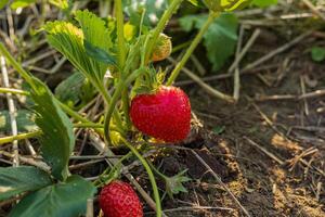 Bright red strawberries rest amidst lush green leaves, showcasing their ripe freshness ready for harvest in a vibrant garden setting photo