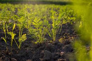 Beneath the soft glow of dawn, young carrot greens emerge from rich, dark soil, promising a bountiful harvest in the nearby vegetable patch photo