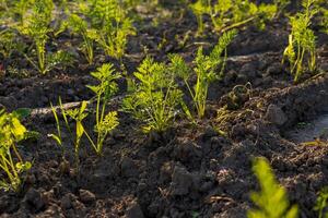 Bright green carrot tops emerge from fertile soil, illuminated by warm sunlight, suggesting a bountiful harvest soon to come photo
