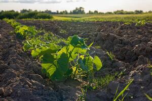 Young pumpkin plants thrive in a fertile field, basking in the warm sunlight of a bright day while surrounded by green vegetation photo