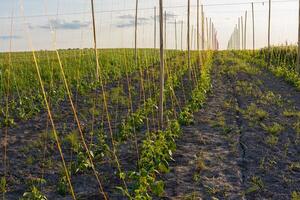 Bush bean plants thrive in well-organized rows, supported by stakes against a backdrop of a vibrant sky during golden hour photo