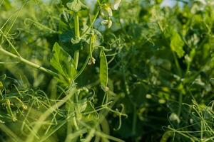 Lush green pea plants thrive in a garden, showcasing their delicate pods and leaves under the warm sunlight of afternoon photo