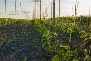 Bean plants line the rows of a field, growing towards the sun while being supported by wooden stakes photo