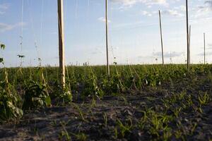 Bean plants thrive in a well-maintained field under a clear sky, supported by wooden poles designed for growth assistance photo