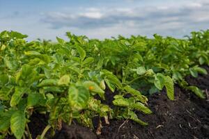 Vibrant potato plants flourish in fertile earth, reaching towards the sky while the clouds drift lazily overhead, hinting at a harvest to come photo