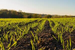 Fresh green wheat sprouts emerge from the soil in a winter field, illuminated by the soft light of dawn, promising new growth and potential photo