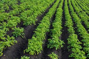 Lush green potato plants grow in neat, organized rows under a clear blue sky, showcasing the beauty of agriculture in full bloom during summer photo