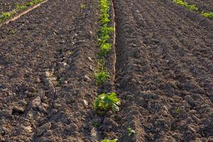 Rows of young pumpkin plants spread across a newly prepared field, showing fresh soil and growing vegetation under the sun photo