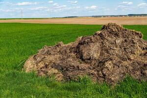 Fertilizer from cow manure and straw. Heap of manure on the field to fertilize photo