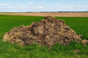 Pile of humus manure on the field to fertilize the field photo